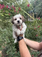 Duke, a male Yorkipoo for sale in Henderson, NC – 1 of 5