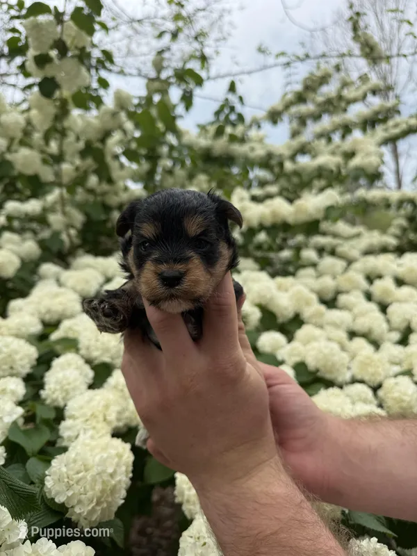 Sara – Yorkipoo puppy for sale in Henderson, NC