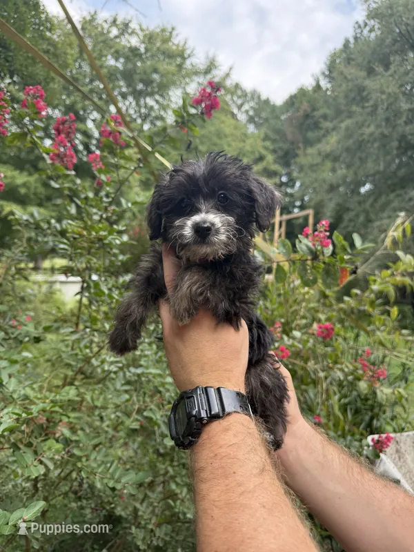 Oreo – Yorkipoo puppy for sale in Henderson, NC