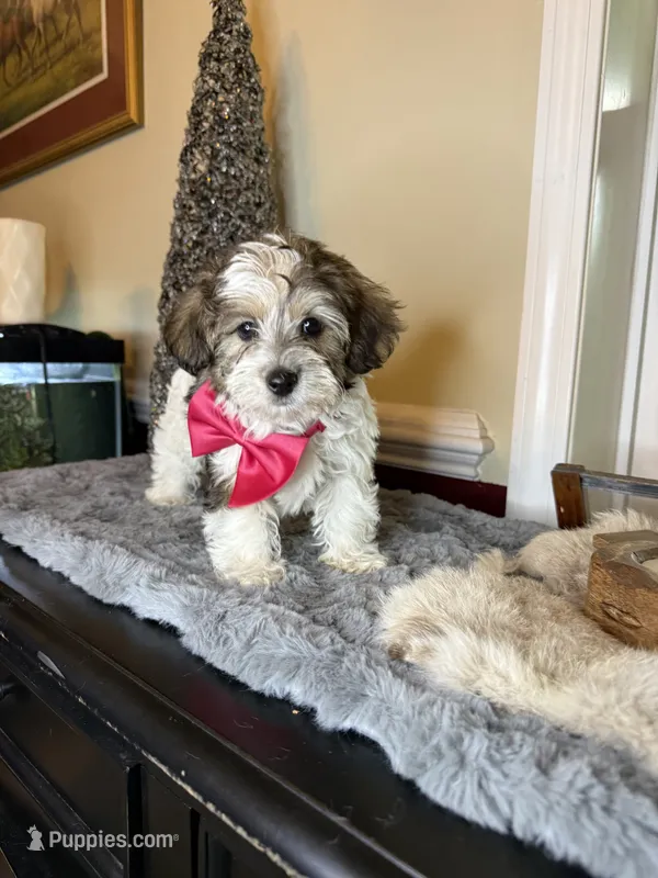 Darla – Yorkipoo puppy for sale in Henderson, NC