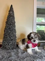 Darla, a female Yorkipoo for sale in Henderson, NC – 2 of 3
