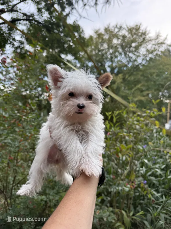 Farrah  – Yorkshire Terrier puppy for sale in Henderson, NC