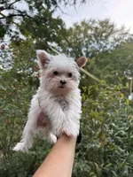 Farrah , a female Yorkshire Terrier for sale in Henderson, NC – 1 of 9