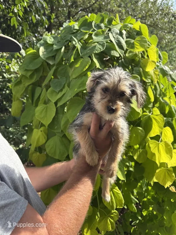 Tara – Yorkipoo puppy for sale in Henderson, NC