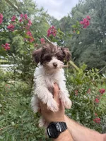 Party female, a female Yorkipoo for sale in Henderson, NC – 6 of 10