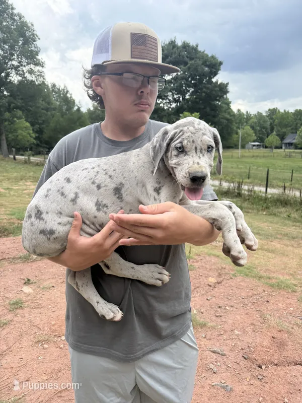 Merle – Great Dane puppy for sale in Henderson, NC