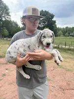 Merle, a male Great Dane for sale in Henderson, NC – 1 of 4