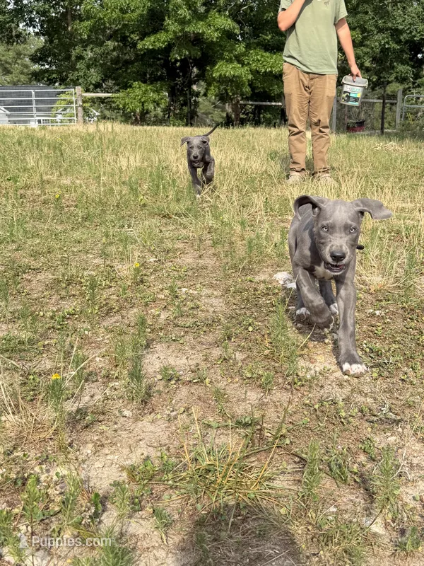 Blue – Great Dane puppy for sale in Henderson, NC