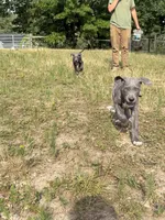 Blue, a male Great Dane for sale in Henderson, NC – 1 of 3