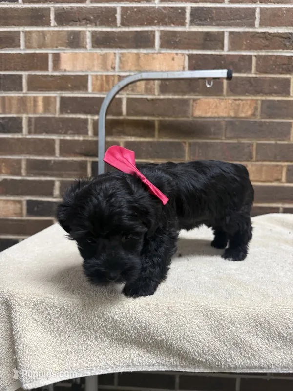 Female 2 – Yorkipoo puppy for sale in Henderson, NC