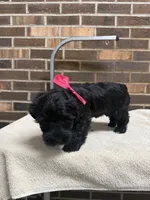 Female 2, a female Yorkipoo for sale in Henderson, NC – 1 of 2