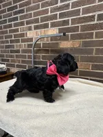 Black female 1, a female Yorkipoo for sale in Henderson, NC – 2 of 2