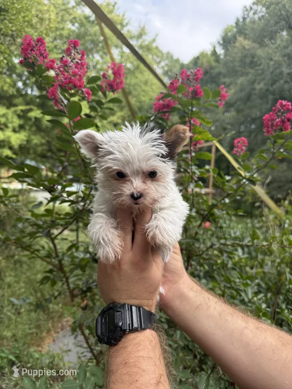 Farrah  – Yorkshire Terrier puppy for sale in Henderson, NC