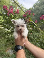 Farrah , a female Yorkshire Terrier for sale in Henderson, NC – 3 of 9