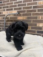 Female 2, a female Yorkipoo for sale in Henderson, NC – 2 of 2