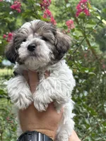 Darla, a female Yorkipoo for sale in Henderson, NC – 1 of 3