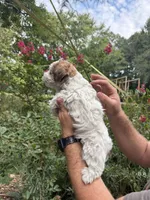 Duke, a male Yorkipoo for sale in Henderson, NC – 5 of 5