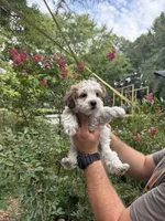 Duke, a male Yorkipoo for sale in Henderson, NC – 2 of 5