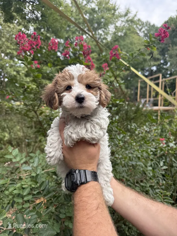 Dolly  – Yorkipoo puppy for sale in Henderson, NC