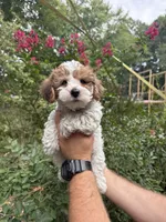 Dolly , a female Yorkipoo for sale in Henderson, NC – 1 of 3