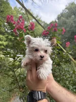 Farrah , a female Yorkshire Terrier for sale in Henderson, NC – 9 of 9