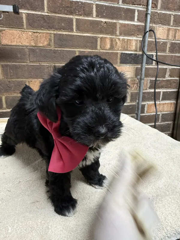 Black female 1 – Yorkipoo puppy for sale in Henderson, NC