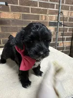 Black female 1, a female Yorkipoo for sale in Henderson, NC – 1 of 2