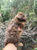 Cindy , a female Yorkipoo for sale in Henderson, NC – 2 of 3