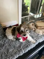 Darla, a female Yorkipoo for sale in Henderson, NC – 3 of 3
