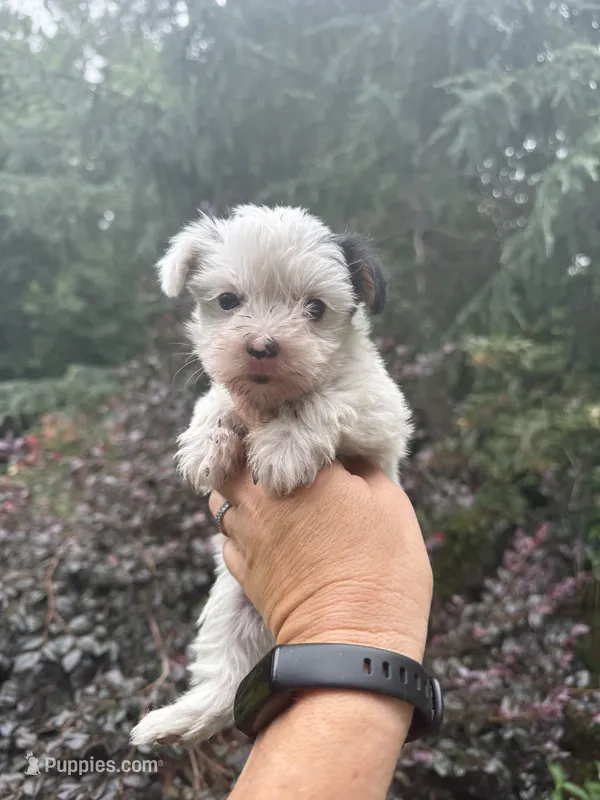 Farrah  – Yorkshire Terrier puppy for sale in Henderson, NC