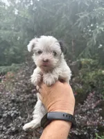 Farrah , a female Yorkshire Terrier for sale in Henderson, NC – 1 of 2