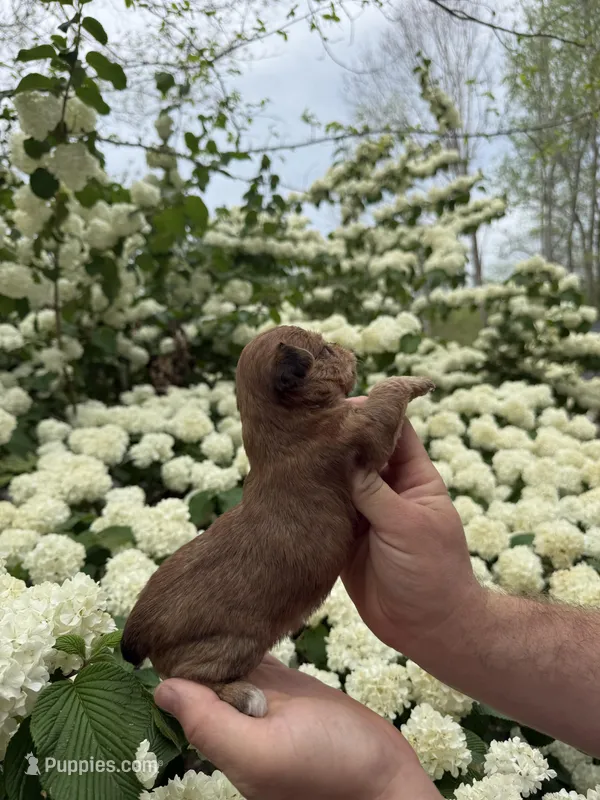 Spice – Yorkipoo puppy for sale in Henderson, NC