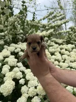 Spice, a female Yorkipoo for sale in Henderson, NC – Photo 2 of 2