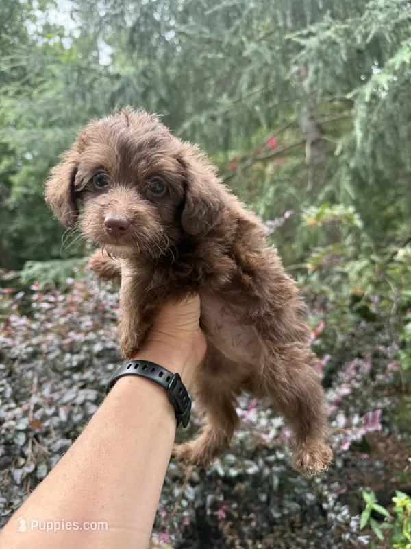 Cindy  – Yorkipoo puppy for sale in Henderson, NC
