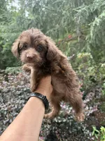 Cindy , a female Yorkipoo for sale in Henderson, NC – 1 of 3