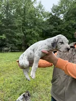 Merle, a male Great Dane for sale in Henderson, NC – 3 of 3
