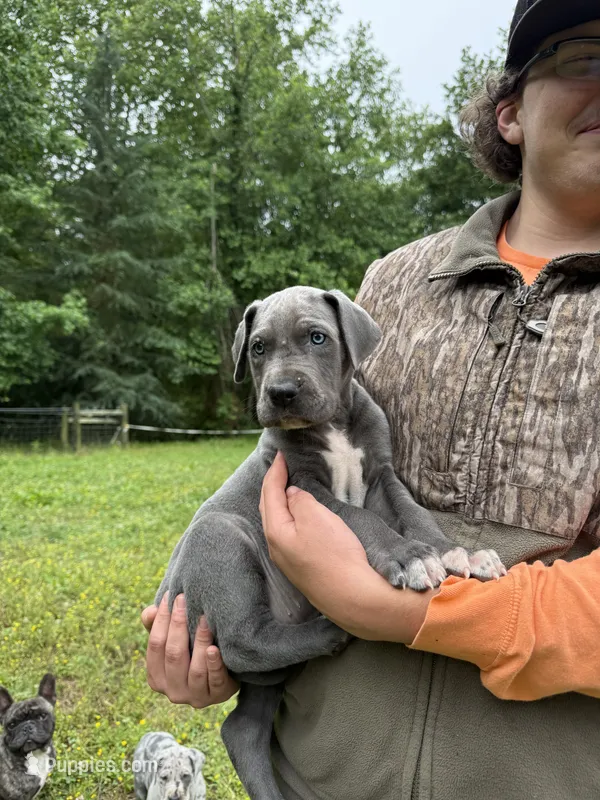 Blue – Great Dane puppy for sale in Henderson, NC