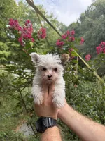 Farrah , a female Yorkshire Terrier for sale in Henderson, NC – 8 of 9
