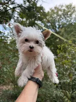 Farrah , a female Yorkshire Terrier for sale in Henderson, NC – 2 of 9