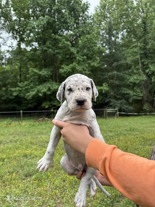 Merle – Great Dane puppy for sale in Henderson, NC