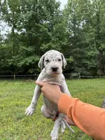 Merle, a male Great Dane for sale in Henderson, NC – 1 of 3