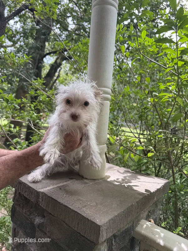 Romeo  – Yorkshire Terrier puppy for sale in Henderson, NC