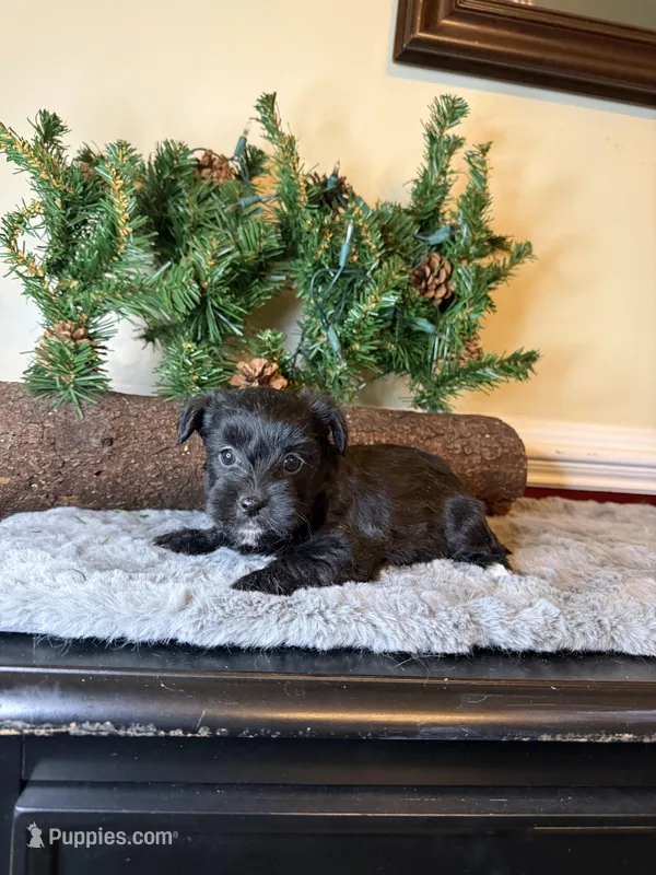 Lucy – Yorkipoo puppy for sale in Henderson, NC