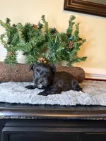 Lucy, a female Yorkipoo for sale in Henderson, NC – 1 of 5