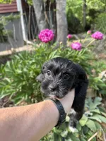 Lucy, a female Yorkipoo for sale in Henderson, NC – 4 of 5