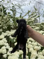 Lucy, a female Yorkipoo for sale in Henderson, NC – Photo 2 of 2
