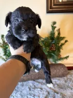 Lucy, a female Yorkipoo for sale in Henderson, NC – 5 of 5