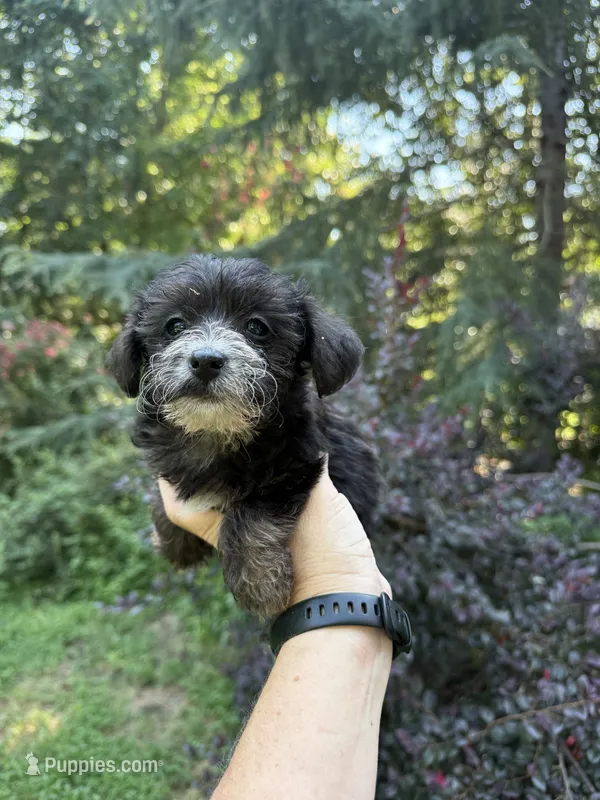 Oreo – Yorkipoo puppy for sale in Henderson, NC