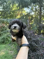 Oreo, a male Yorkipoo for sale in Henderson, NC – 1 of 2