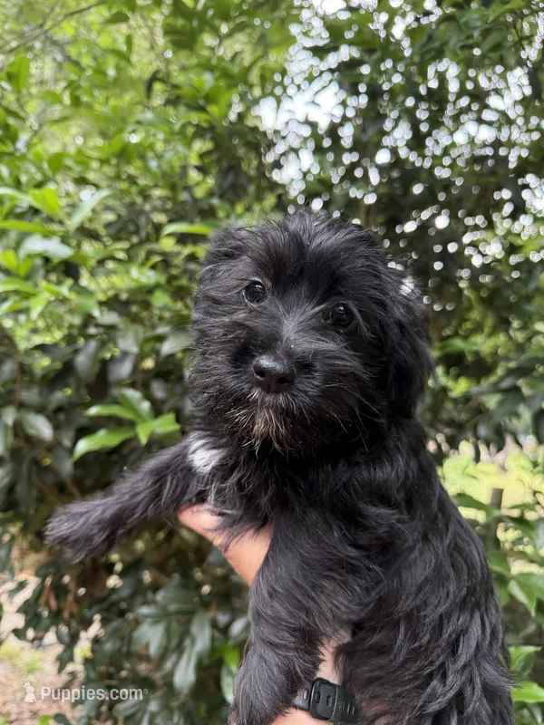 Lucy – Yorkipoo puppy for sale in Henderson, NC